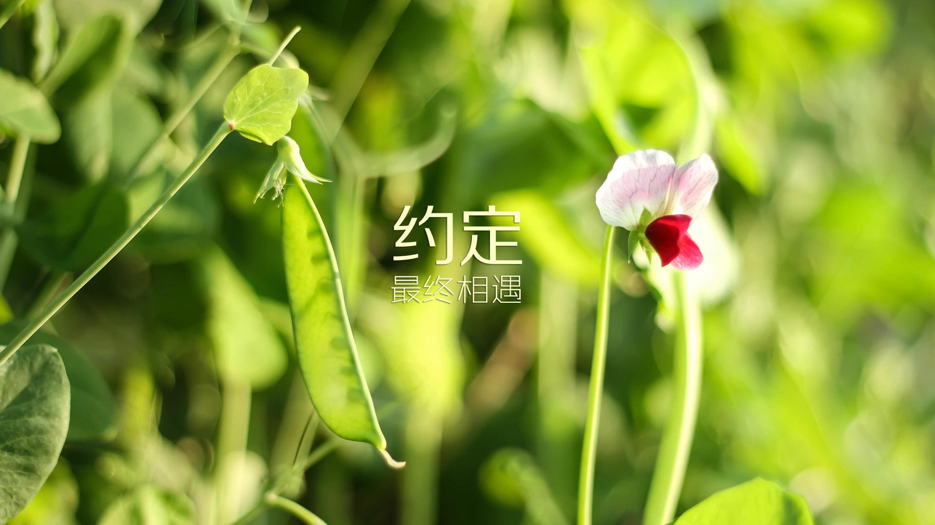 开云平台-库里：精准投篮引领“外线革命”！，库里内线